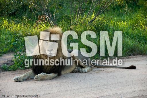 Löwen (31 von 69).jpg